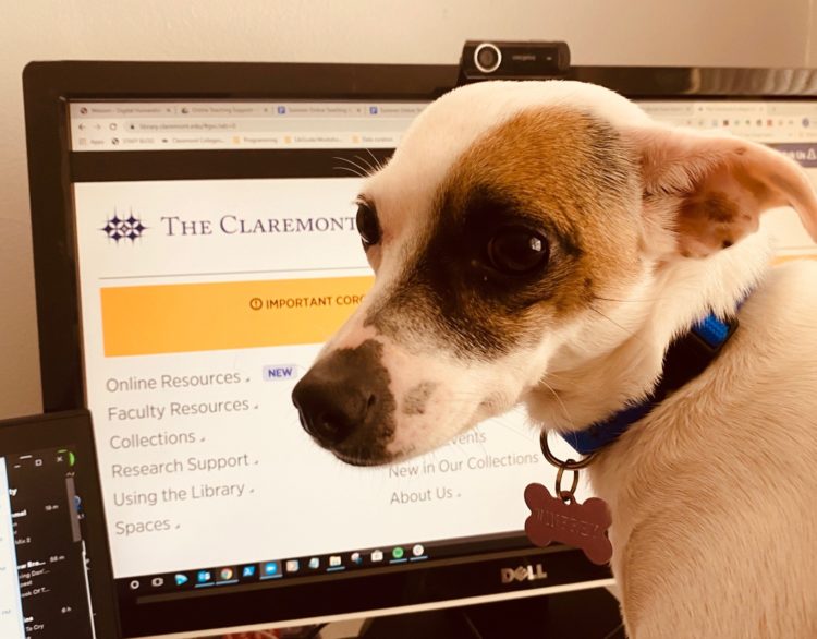 Dog in front of Claremont Colleges Library home page on a computer